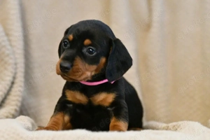 Zwergdackel  nur noch eine Hündin frei 