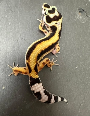 Leopardgecko Weibchen Bold Stripe 