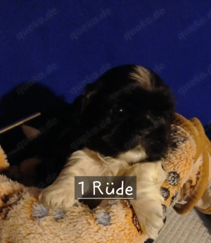 Welpen Shih Tzu 