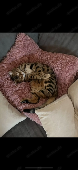 Bengalkatze Nala (4 Jahre) sucht liebevolles Zuhause mit Freigang