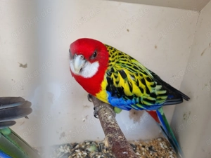 Prachtrosella paar aus 24