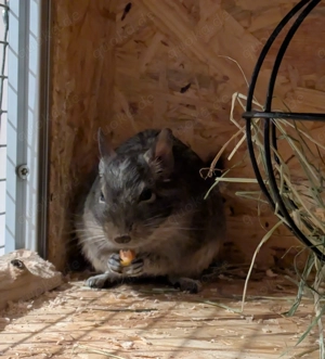 Degu Damen 2 Jahre zu verkaufen