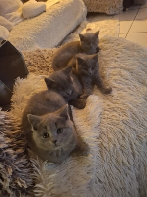 BKH Chartreux Kitten  Bild 3