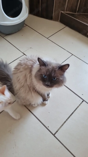 Reinhassige Heilige Birma Deckkater 