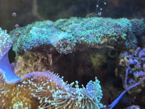 Großer Lebendstein mit Scheibenanemonen