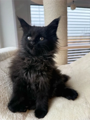 Main Coon Kätzchen