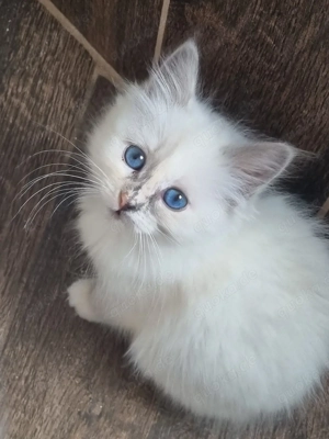 Reinhassige Heilige Birma Deckkater  Bild 4