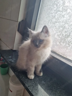 Reinhassige Heilige Birma Deckkater  Bild 5