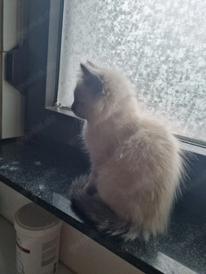 Reinhassige Heilige Birma Deckkater  Bild 6