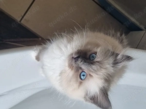 Reinhassige Heilige Birma Deckkater  Bild 3