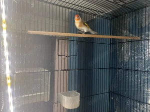 Stieglitz Major braun Weibchen 2023