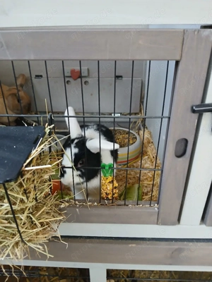 zwergkaninchen Männchen kastriert