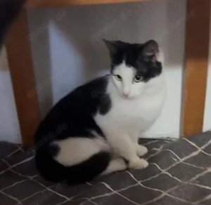 Kuhkätzchen Talia sucht Kuschelkörbchen