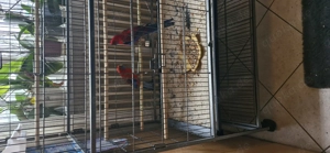 Penanntsittiche Paar