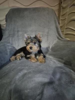 yorkshire terrier Welpen zum verkauf