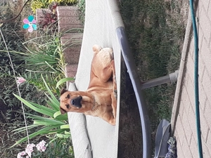 Suche gutes Zuhause für Thy Bild 3