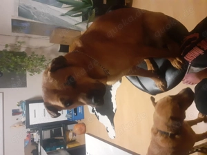 Suche gutes Zuhause für Thy Bild 4