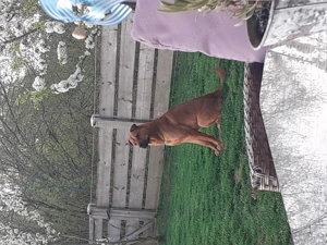 Suche gutes Zuhause für Thy Bild 2