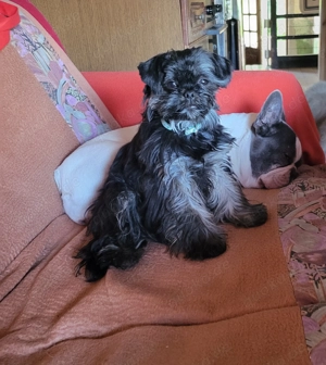 Verkaufe eine kleine Shih Tzu Yorki Mix