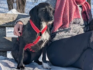 Axa sucht ihr Zuhause