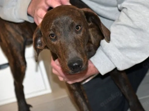 Dante sucht sein Zuhause (noch auf Sardinien)