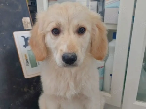 Grazia sucht ihr Zuhause (noch auf Sardinien)