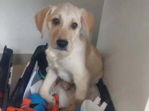 Giselle sucht ihr Zuhause (noch auf Sardinien)