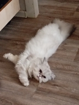 Hallo ich suche noch ein schönes Zuhause. 