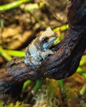 0.0.3 Trachycephalus resinifictrix Baumhöhlen-Krötenlaubfrosch Frösche 