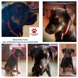 Hübscher Welpen Bub Turbo sucht seine eigene Familie