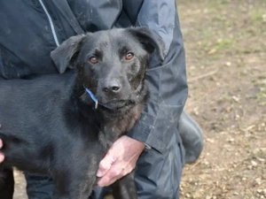 Grilletto sucht sein Zuhause (noch auf Sardinien)