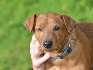 Tom sucht sein Zuhause (noch auf Sardinien)