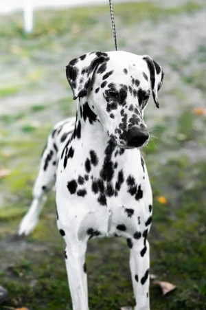 Dalmatiner-Welpen  Vormerkung möglich 
