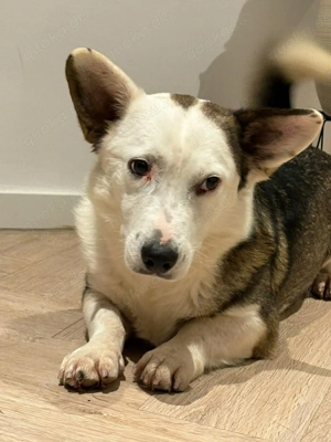 Felix - ein sensibler Begleiter 