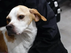 Flaca sucht ihr Zuhause (noch auf Sardinien)