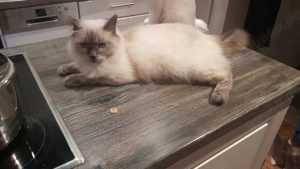 Ragdoll Kater