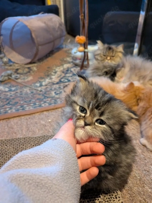 BLH - Katzenbaby, neu geboren, abzugeben