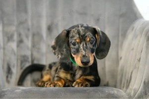 Dackelhündin Schwarztiger sucht liebevolles Zuhause 