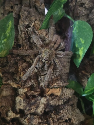 Psalmopoeus cambridgei Vogelspinne