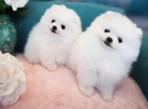 Niedliche Zwergspitz-pomeranian welpen