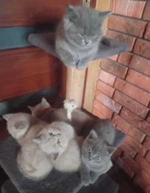 Reinrassige Bkh kitten 