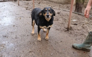 Ruhige und schüchterne Seele Dakota Bild 3