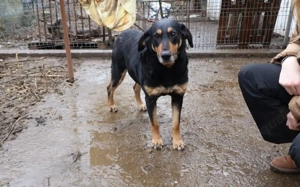 Ruhige und schüchterne Seele Dakota Bild 5