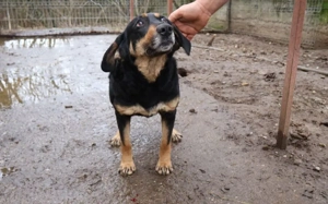 Ruhige und schüchterne Seele Dakota Bild 4