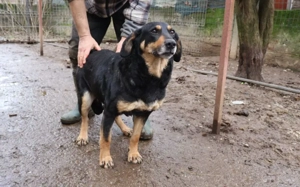 Ruhige und schüchterne Seele Dakota Bild 2