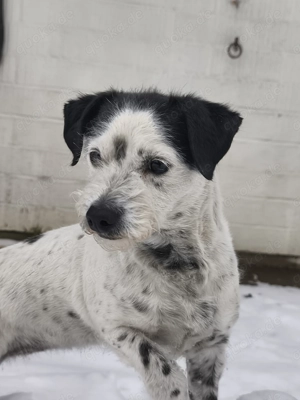 Familien Mitglied gesucht