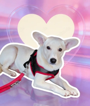 Elfi 7 monate in Rumänien 