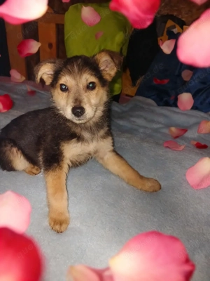 Hope 4 monate in Rumänien 