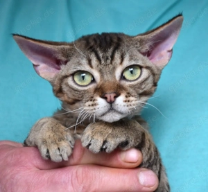 Kitten Devon Rex , reinrassig mit Stammbaum.