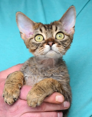 Kitten Devon Rex , reinrassig mit Stammbaum.